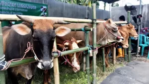 Jelang Idul Adha, Dharma Jaya Impor Sapi Australia Stabilisasi Harga