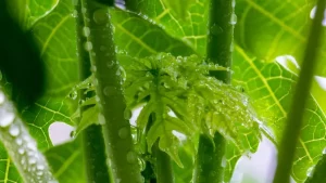 Kandungan Daun Pepaya Ini Jarang Diketahui, Tapi Bermanfaat Banget