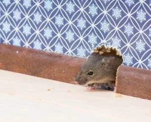 6 Aroma yang Tak Disukai Tikus, Bisa Dicoba di Rumah!