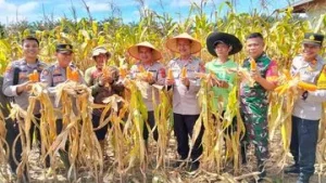 Panen Jagung 46 Ton, Polda Jambi Dukung Ketahanan Pangan