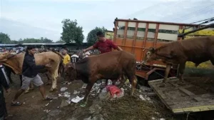 Jelang Idul Adha, Pasar Hewan Kurban di Pantura Ramai