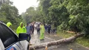 Polisi Kampar Gerak Cepat Evakuasi Pohon Tumbang Tutup Jalan