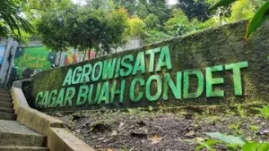 Buah Bersisik Unik Ini Jadi Maskot Jakarta