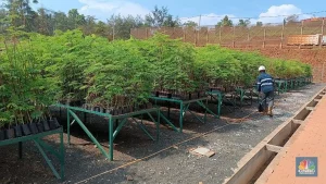 Harita Rencana Reklamasi 66 Hektare Lahan Nikel 2025