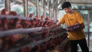 Demi MBG, Indonesia Buru 100 Juta Ekor Ayam