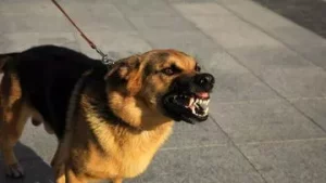 Komnas HAM Desak Hukuman Berat bagi Majikan Paksa ART Makan Kotoran Anjing