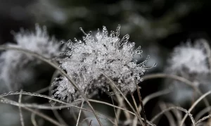 7 Fakta Dieng Capai Suhu Minus 0,7 Derajat Celsius: Fenomena Embun Es yang Menyapa Dataran Tinggi