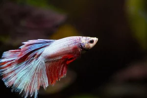 Legenda Telaga Rambut Monte: Ikan Dewa dan Gerbang Gaib yang Menyimpan Misteri