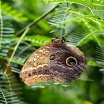 Butterfly – Trailer Resmi | Prime Video