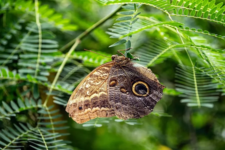 Butterfly – Trailer Resmi | Prime Video
