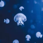 Menyelami Dunia Bawah Laut di Singapore Oceanarium: Destinasi Keluarga Seru di Sentosa