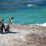 Deployer PENGU Kirim 1,5 Miliar Token ke Exchange, Akankah Harga Anjlok?
