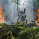 Kebakaran Hutan Lembah Harau Sumbar Terjang 100 Hektare Lahan
