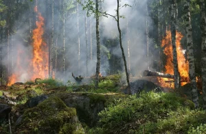Kebakaran Hutan Lembah Harau Sumbar Terjang 100 Hektare Lahan