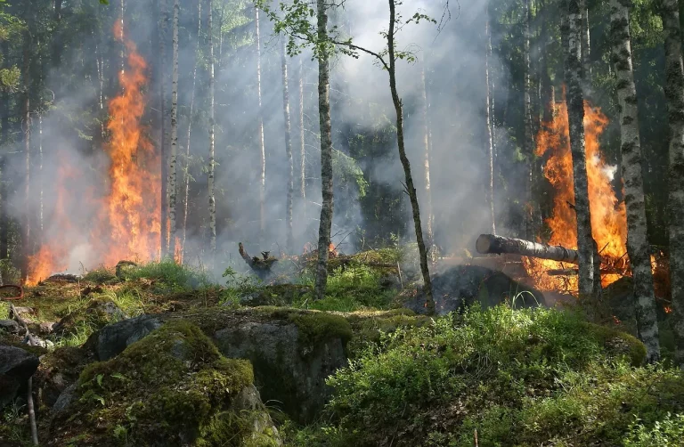 Kebakaran Hutan Lembah Harau Sumbar Terjang 100 Hektare Lahan