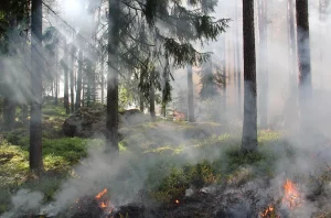 Kapolri Umumkan 46 Tersangka Kebakaran Hutan dan Lahan di Riau