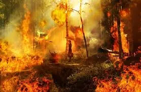 Pedagang Pasar Taman Puring Cari Barang yang Masih Bisa Diselamatkan Pasca Kebakaran
