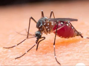 Virus West Nile Ditemukan di Wisconsin: Ini Cara Melindungi Diri Anda