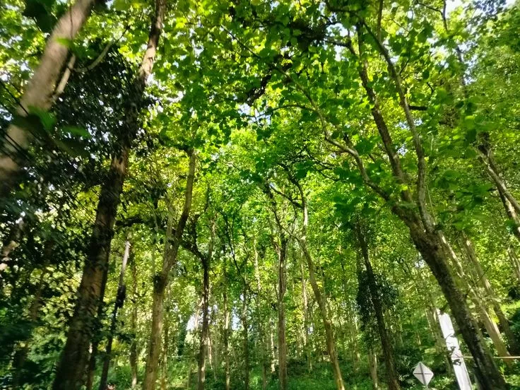 50+ Ucapan Hari Penjaga Hutan Sedunia 31 Juli dan Alasan Mengapa Diperingati